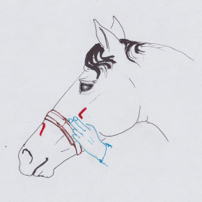 Noseband position